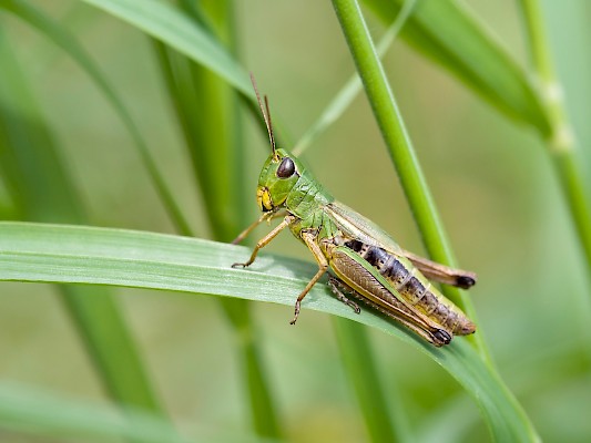 Grashüpfer (Depositphotos/G. Wolf)