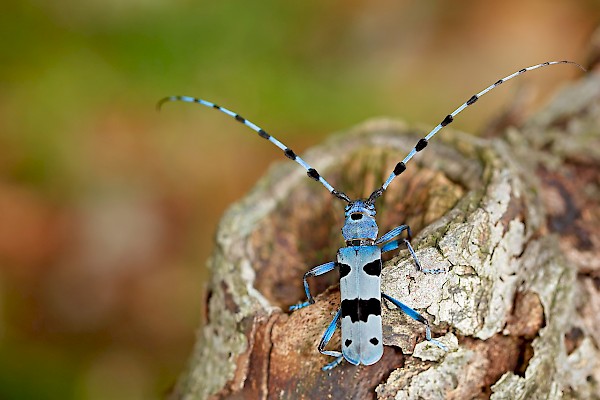 Alpenbock (Fotolia/Ondrej Prosicky)