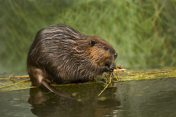 Biber ©Shutterstock Elena Podolnaya