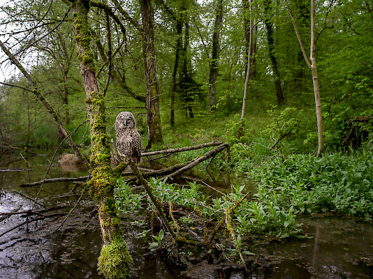 Waldkauz Bibersee, Marthalen ZH, ©Markus Bühler