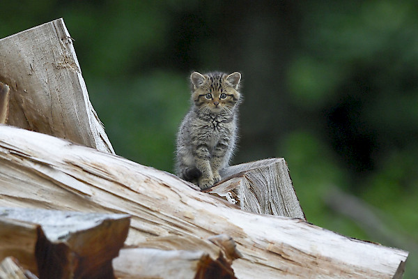 Wildkatze ©Fabrice Cahez