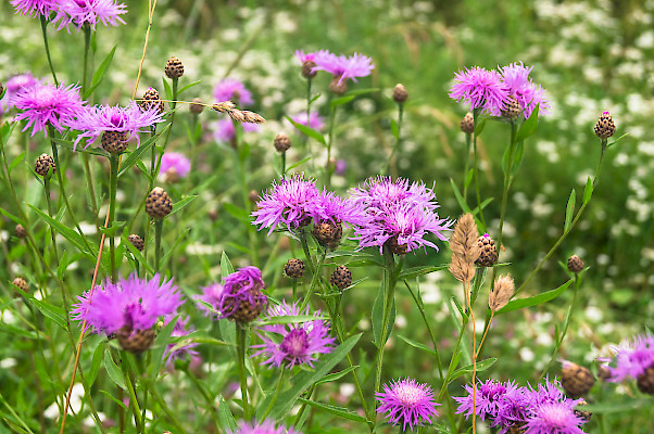 Wiesenflockenblumen ©shutterstock, S. Marcos