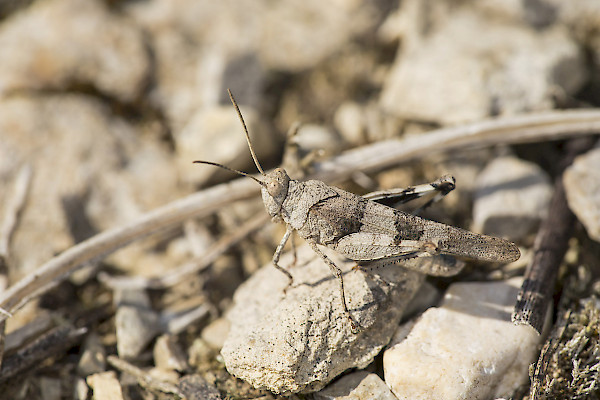 Blauflügelige Ödlandschrecke ©Florin Rutschmann