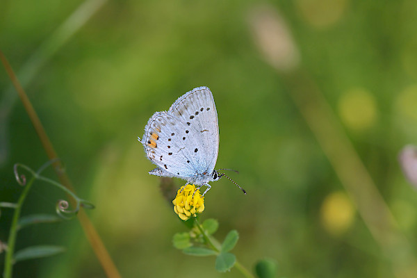 Kurzschwänziger Bläuling ©Amalia Gruber